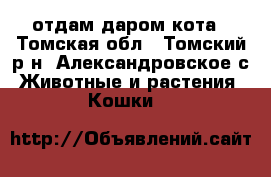 отдам даром кота - Томская обл., Томский р-н, Александровское с. Животные и растения » Кошки   